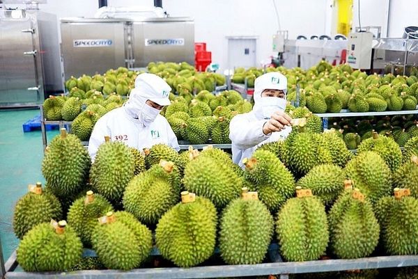 Trusted Company for Shipping & Customs Clearance of Farm Produce Exports to Japan