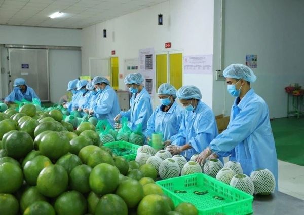 Trusted Company for Shipping & Customs Clearance of Farm Produce Exports to Japan
