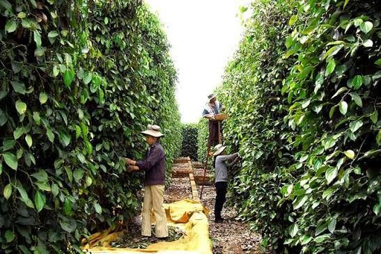 Challenges of Exporting Pepper to Europe