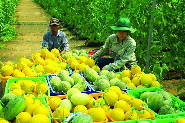 Trusted Company for Shipping & Customs Clearance of Farm Produce Exports to Japan