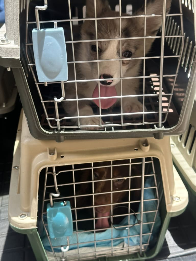 pet quarantine (6)