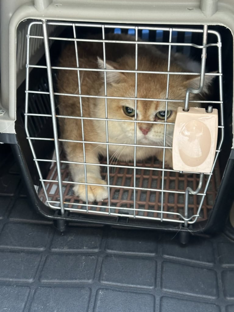 pet quarantine (1)