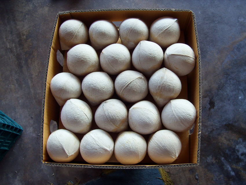 Exporting Fresh Vietnamese Coconut to the US: Documents & Procedures