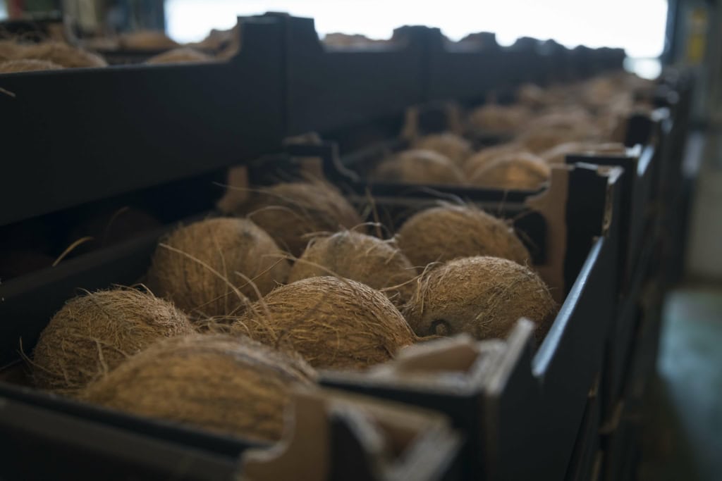 fresh coconut export (3)
