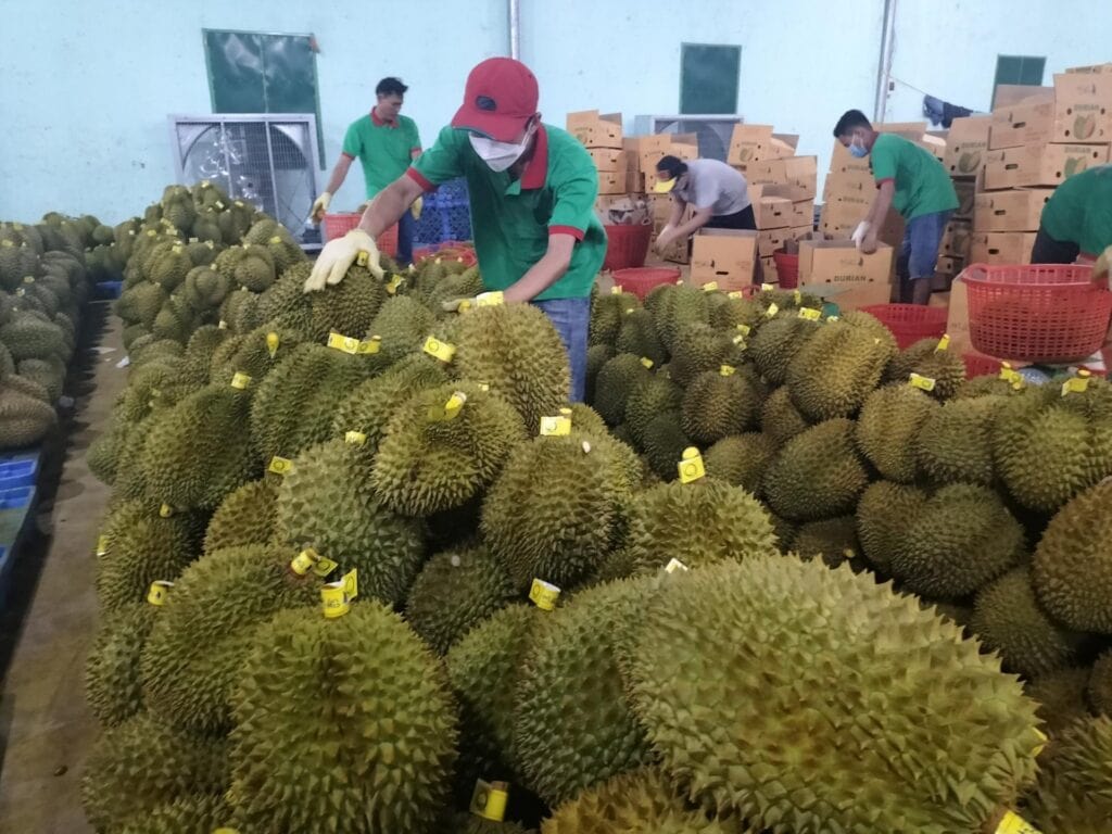 Official Durian Export to China Service