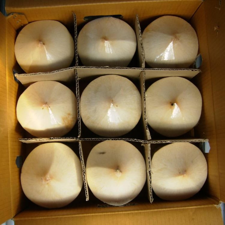 fresh coconut export (3)