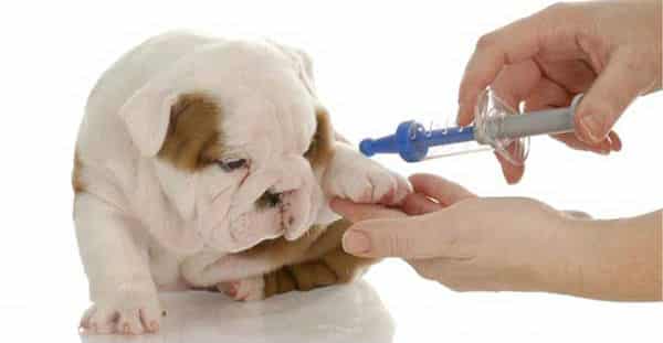 vaccinating a pet for transport