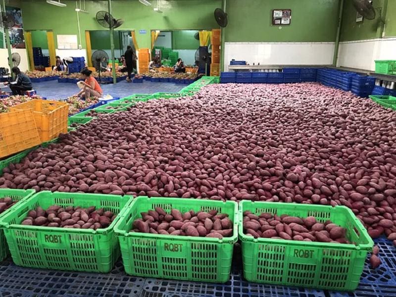 Dịch Vụ Xuất Khẩu Khoai Lang Chính Ngạch Sang Trung Quốc