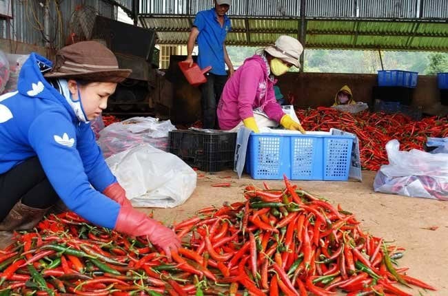 chili exported to China