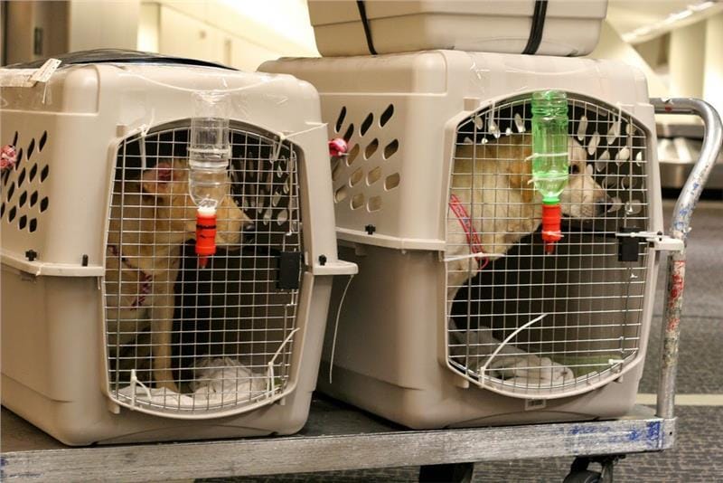 Transporting Pets Abroad – Fast, Easy Procedures