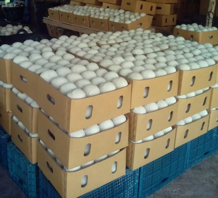 fresh coconut for export