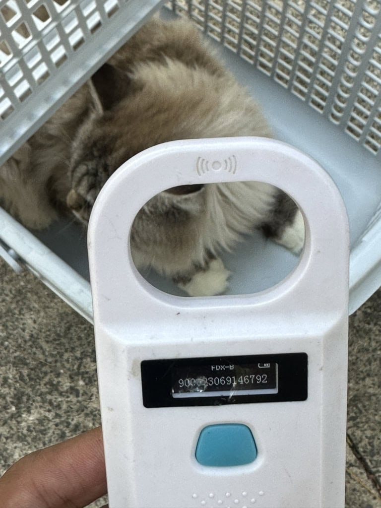 pet transport