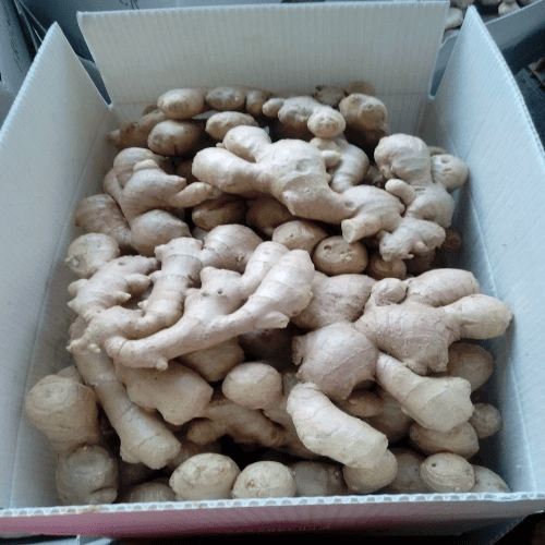 fresh ginger (6)