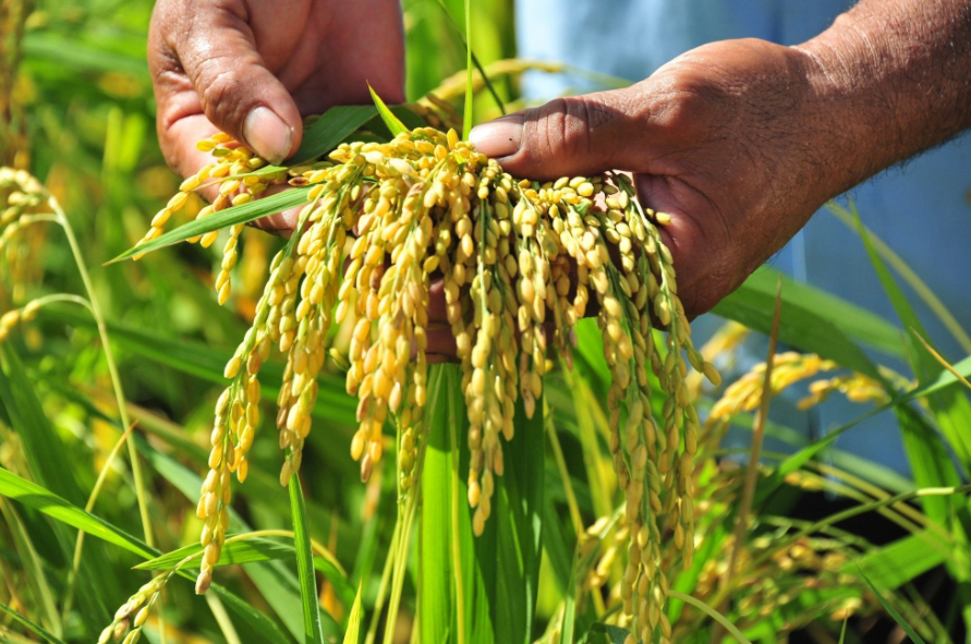 Rice export procedures (2)