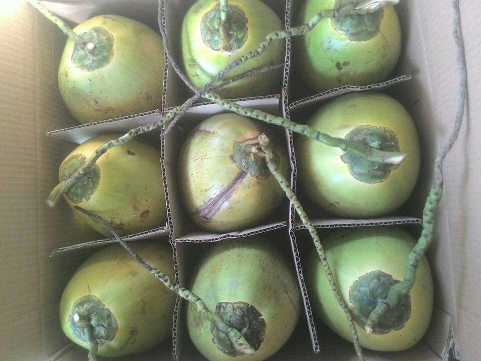 Fresh Coconut Export to China Service – Full-Package Procedures & Great Freight Rates