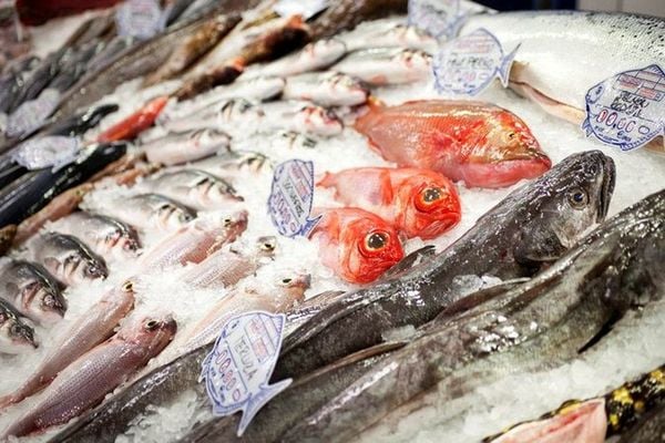 Top 6 Aziende di Trasporto Alimenti Surgelati e Cold Chain