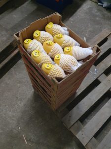 vận chuyển và bảo quản xoài đi bắc nam