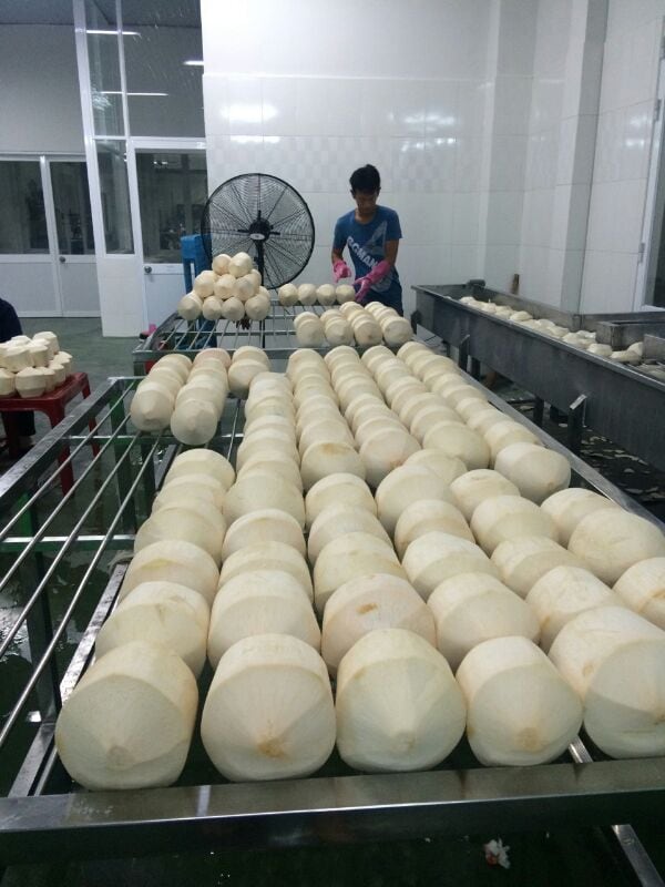 fresh coconut export (4)