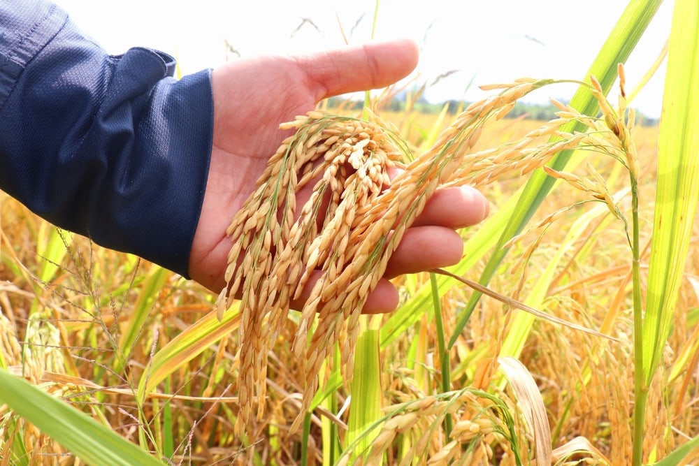 Rice export procedures (2)