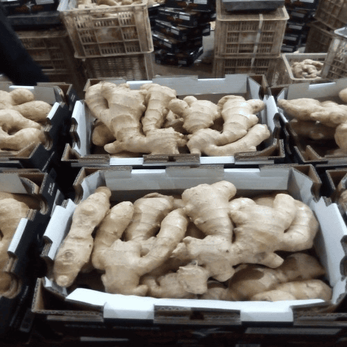 fresh ginger (5)