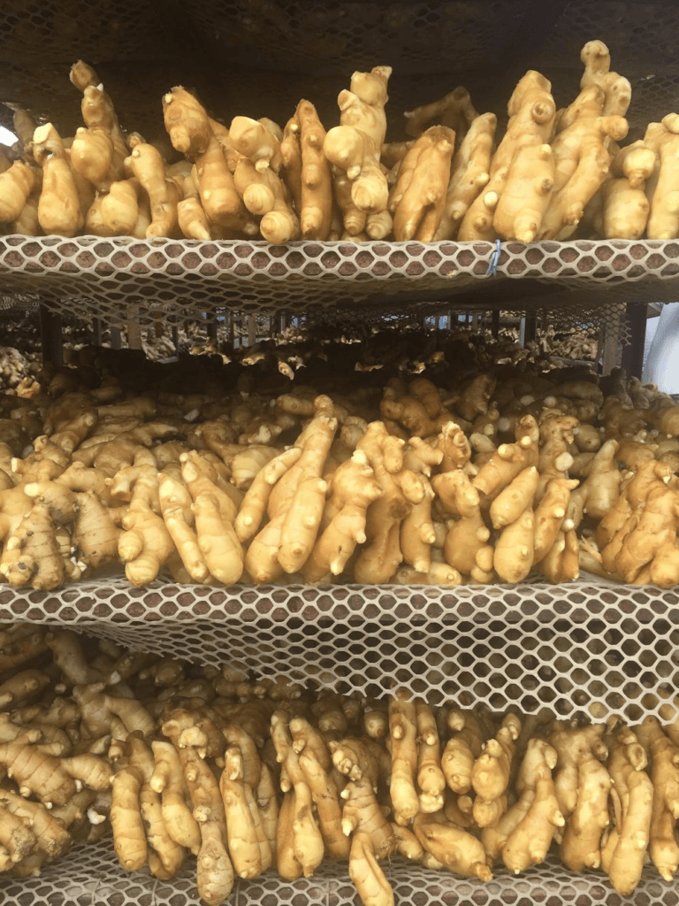 fresh ginger (11)