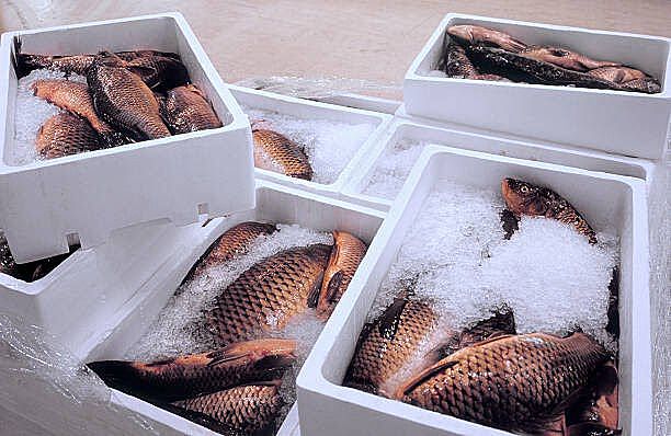 Express Air Shipping of Seafood from HCMC to Hanoi at Great Rates