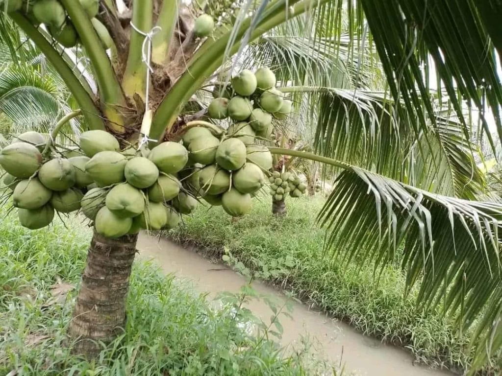 high-quality coconut growing region in Vietnam