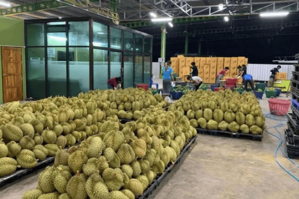 Lợi Ích Khi Xuất Khẩu Nông Sản Chính Ngạch Sang Trung Quốc Lợi Ích Khi Xuất Khẩu Nông Sản Chính Ngạch Sang Trung Quốc