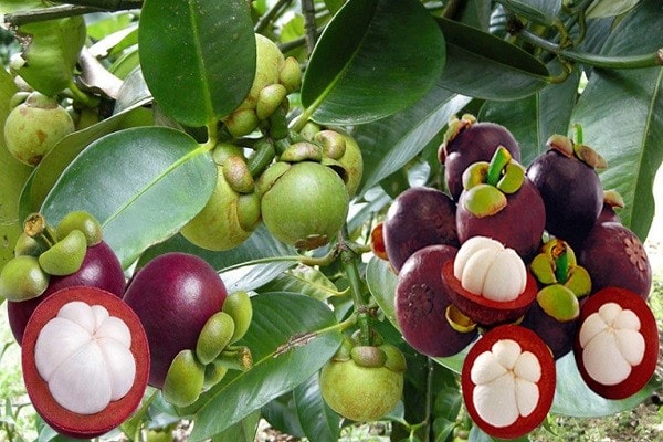 dich-vu-xuat-khau-mang-cut-chinh-ngach-di-trung-quoc