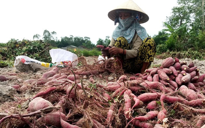 tinh-hinh-chung-ve-cac-vung-trong-khoai-lang-o-viet-nam