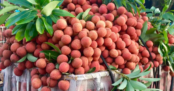 vận chuyển vải thiều đi máy bay hỏa tốc đi các tỉnh 3